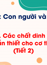 Chủ đề 5 - Bài 17 Các chất dinh dưỡng cần thiết cho cơ thể (Tiết 2)